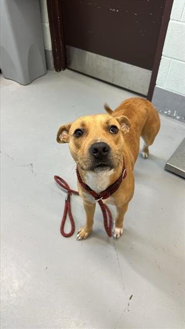 BAMBI - American Pit Bull Terrier available for adoption