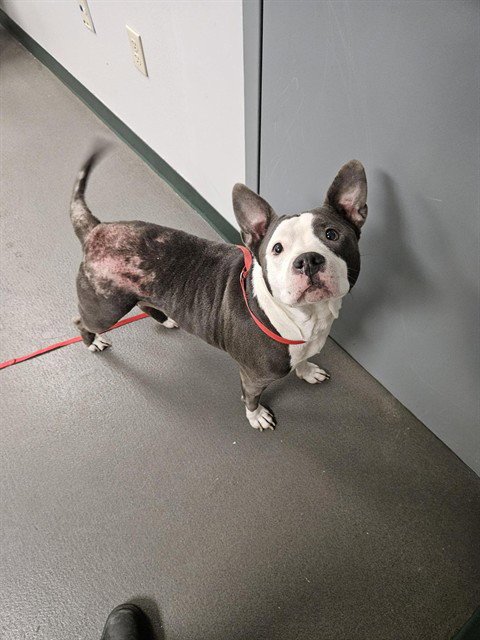 COOKIE - American Pit Bull Terrier available for adoption