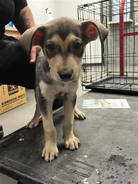 BUCK - Labrador Retriever available for adoption