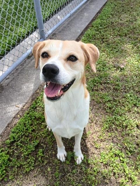 DAISY - Labrador Retriever for adoption in Corpus Christi