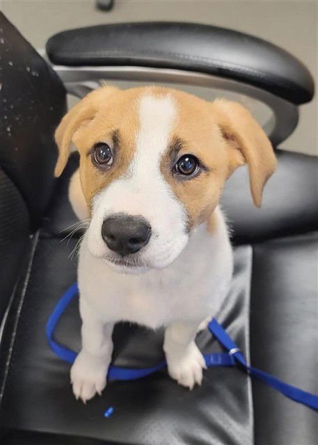 PATTY - Labrador Retriever available for adoption