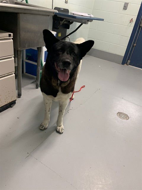 SAKURA - Akita available for adoption