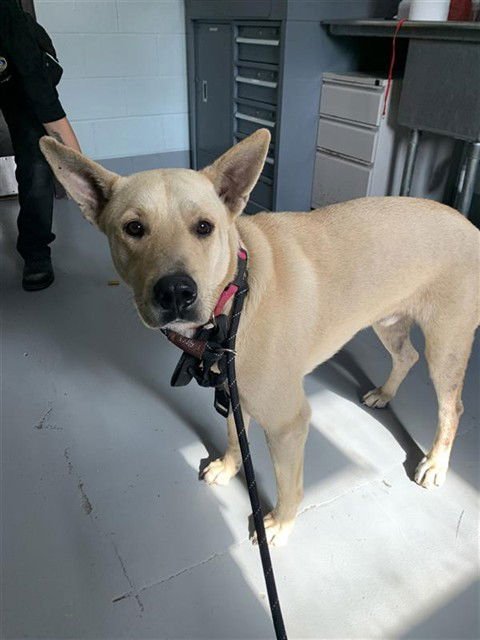 COOPER - German Shepherd Dog available for adoption