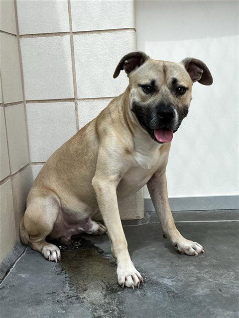 HONEY BUTTER BISCUITT - American Pit Bull Terrier available for adoption
