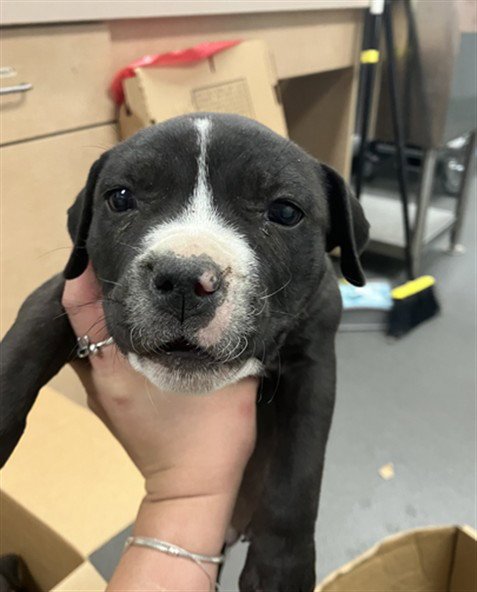 MONROE - American Pit Bull Terrier available for adoption