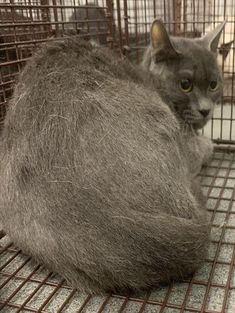 CUDDLES - Domestic Short Hair available for adoption