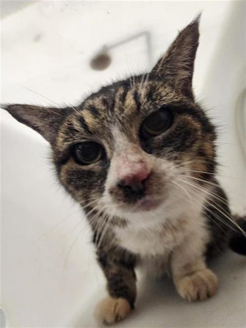 GINGERSNAP - Domestic Short Hair available for adoption