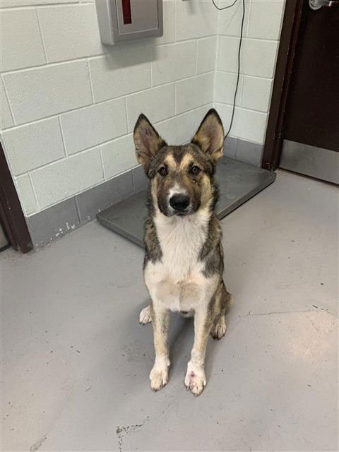 RUFUS - German Shepherd Dog available for adoption