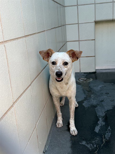 MONA LISA - Australian Cattle Dog/Blue Heeler available for adoption