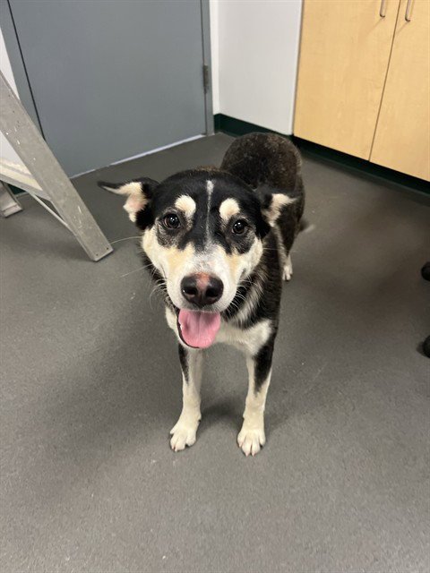 ROSIE - Husky available for adoption