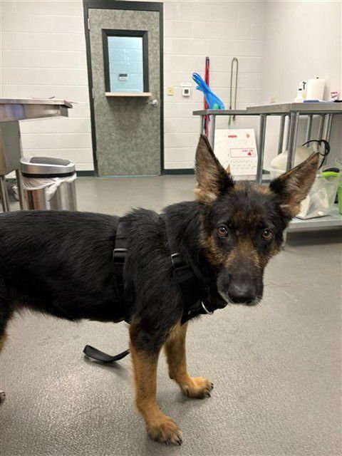 ROCKET RONDA - German Shepherd Dog available for adoption