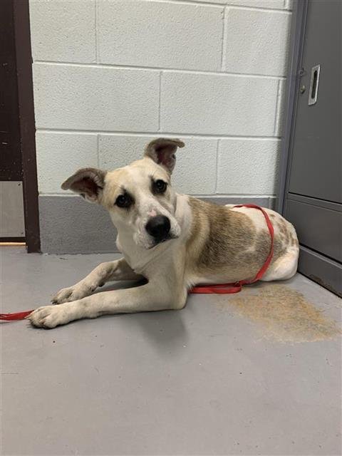 COWBOY - German Shepherd Dog / Husky available for adoption