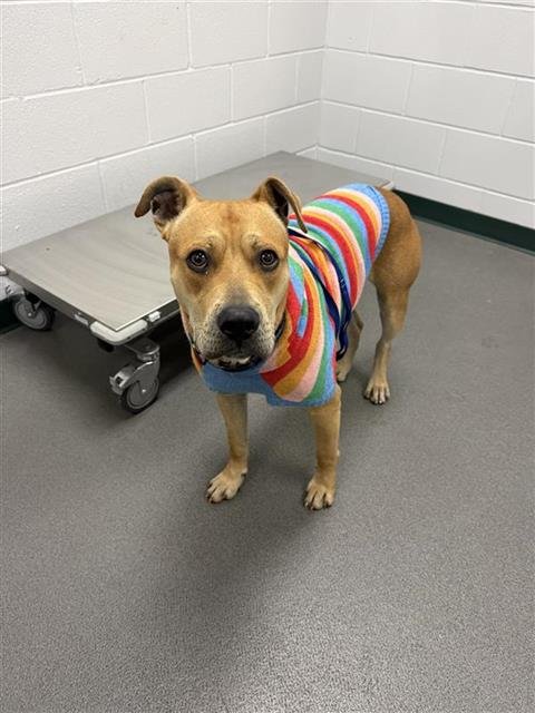 BUD - Labrador Retriever available for adoption