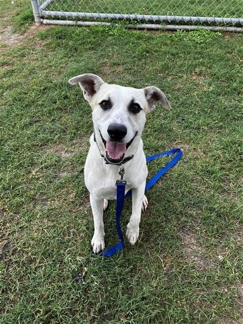 COWBOY - German Shepherd Dog / Husky available for adoption