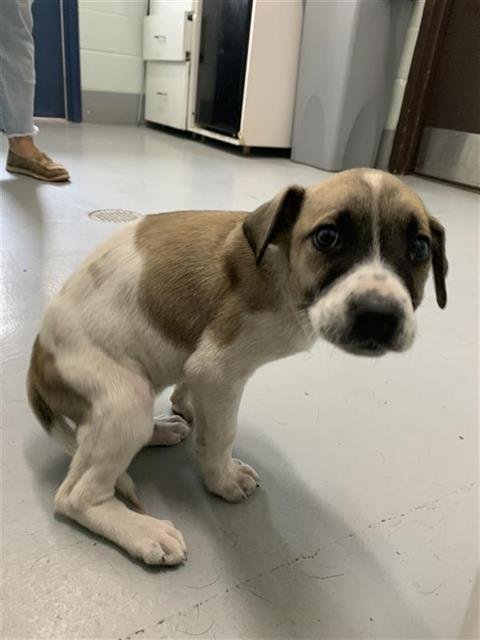 LACIE - Black Mouth Cur available for adoption