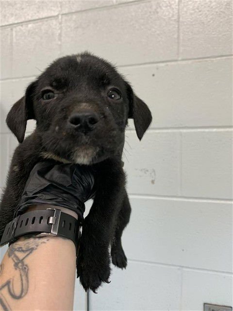 TENNESSEE - Labrador Retriever available for adoption