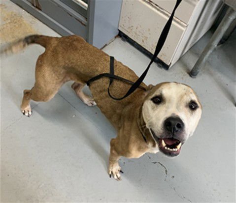 QUEENIE - American Pit Bull Terrier available for adoption