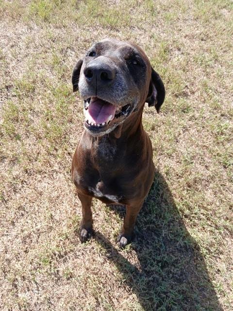 GIRLY - German Shorthaired Pointer available for adoption