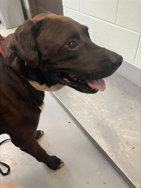 HECTOR - American Pit Bull Terrier available for adoption