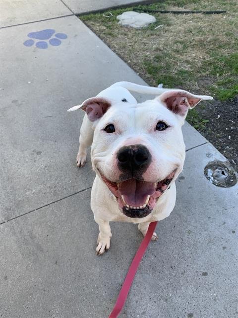 PEPPER - American Pit Bull Terrier available for adoption