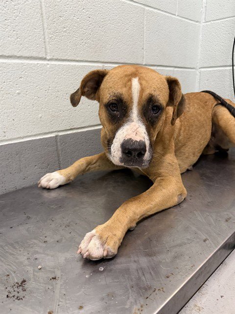 JANICE - American Pit Bull Terrier available for adoption