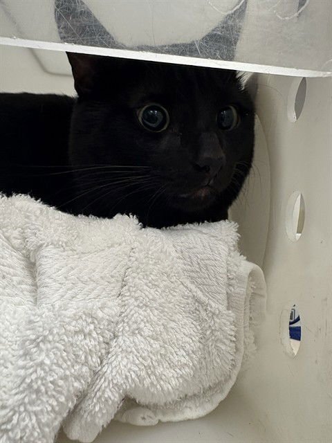 LOKI - Bombay available for adoption