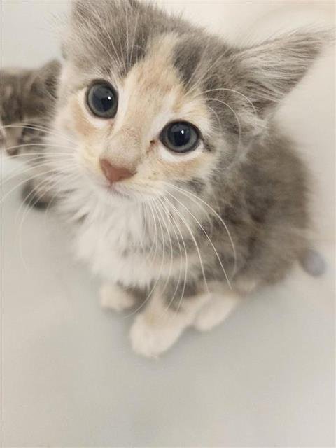 CLEOPATRA - Domestic Medium Hair available for adoption