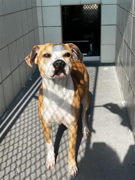 IVY - American Pit Bull Terrier for adoption in Corpus Christi