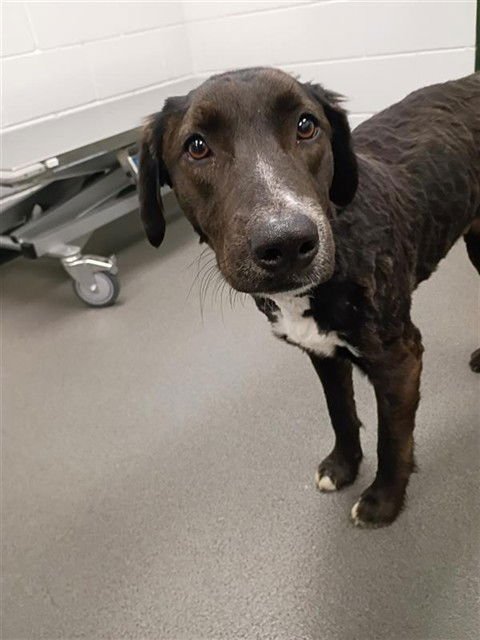 OCEAN - Labrador Retriever available for adoption