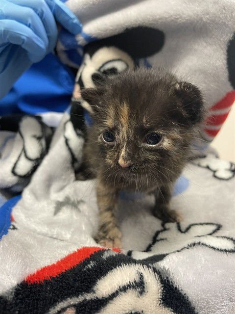 PEAR - Domestic Short Hair available for adoption