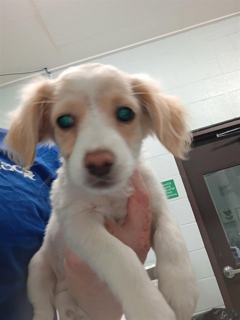 JASPER - Cavalier King Charles Spaniel / Chihuahua available for adoption