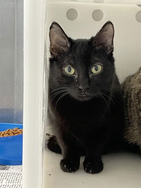 CELESTIAL - Domestic Medium Hair available for adoption