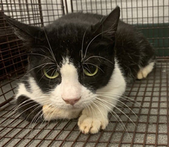 JENNIFER - Domestic Short Hair available for adoption