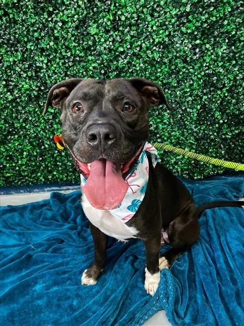 DOCTOR DROOLIUS - American Pit Bull Terrier available for adoption