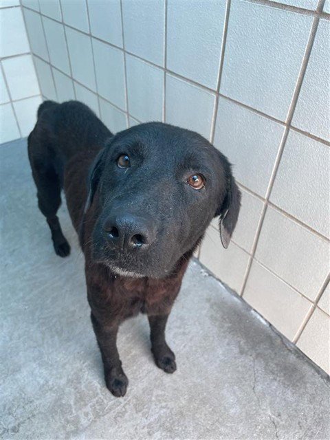 SHAW - Labrador Retriever available for adoption