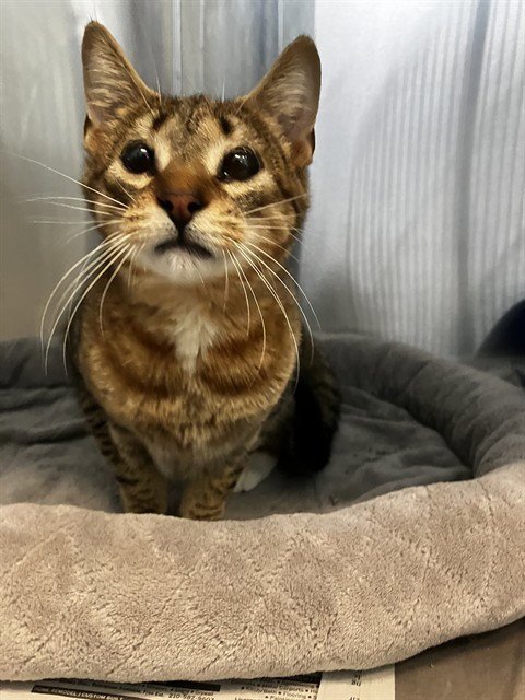 WILLOW - Domestic Short Hair available for adoption