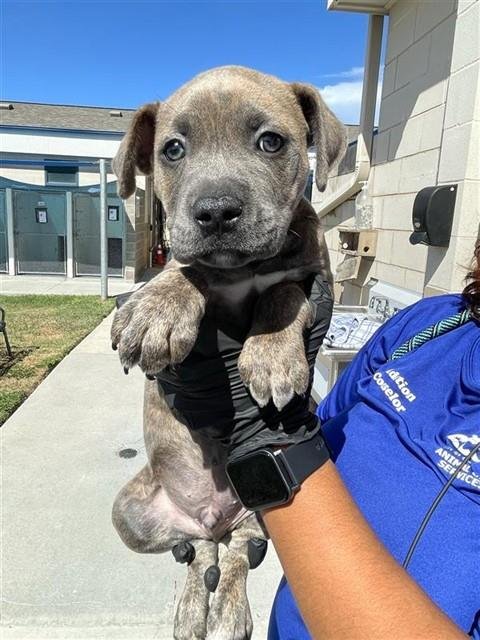 BARLEY - American Pit Bull Terrier available for adoption