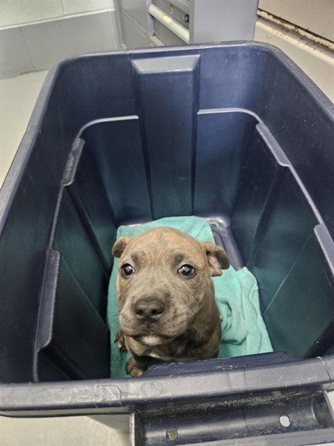 BARLEY - American Pit Bull Terrier available for adoption