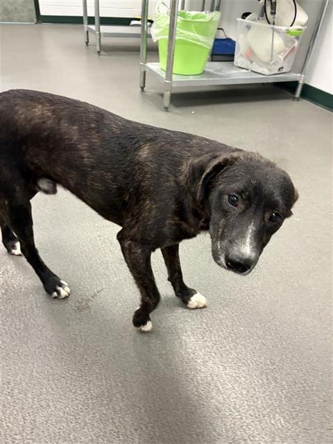 RAVIOLI - Plott Hound / Dutch Shepherd available for adoption