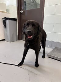 BAXTER - Photo 1