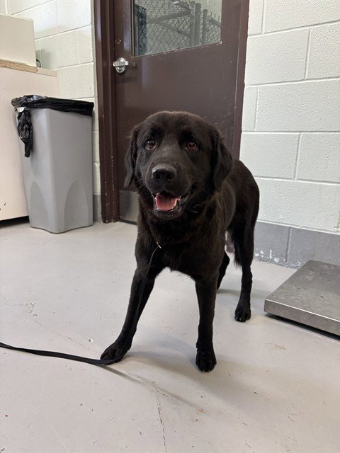 BAXTER - Labrador Retriever available for adoption