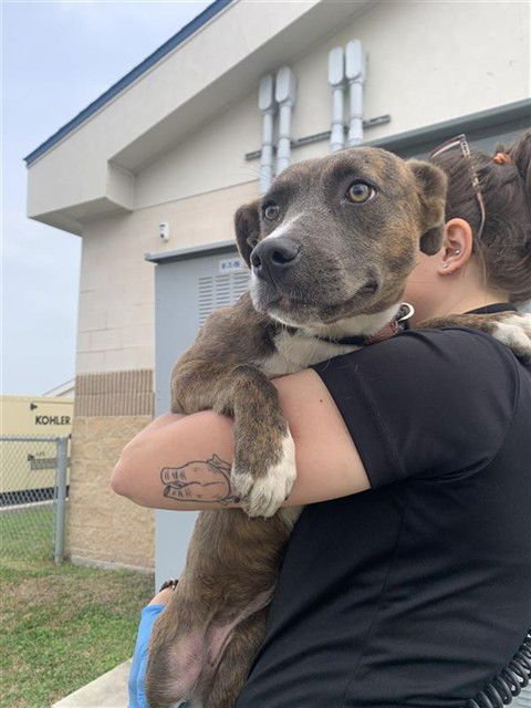 EMPANADA - Dutch Shepherd for adoption in Corpus Christi