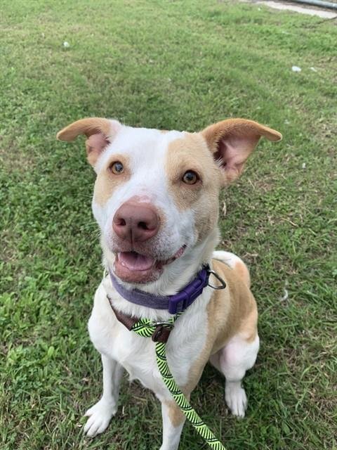 BAYLEY - Labrador Retriever available for adoption