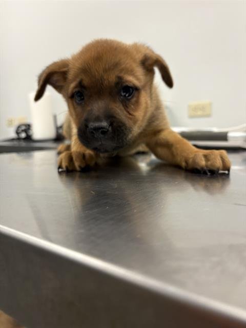 ELEANOR - German Shepherd Dog / Akita available for adoption