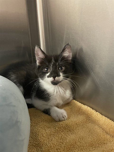 PERCY - Domestic Short Hair available for adoption
