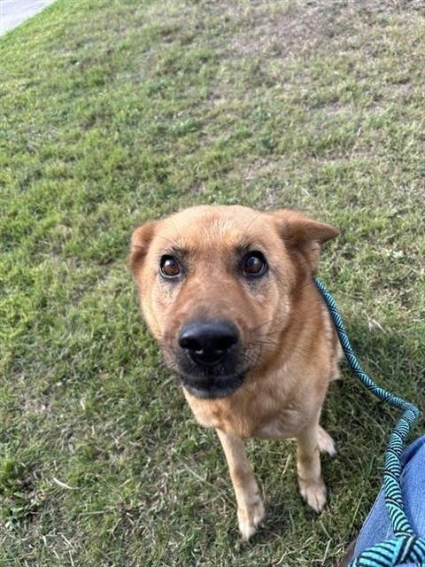 GOLDIE - German Shepherd Dog available for adoption