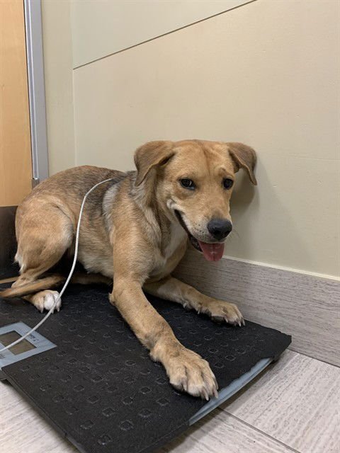 ACURA - Labrador Retriever available for adoption