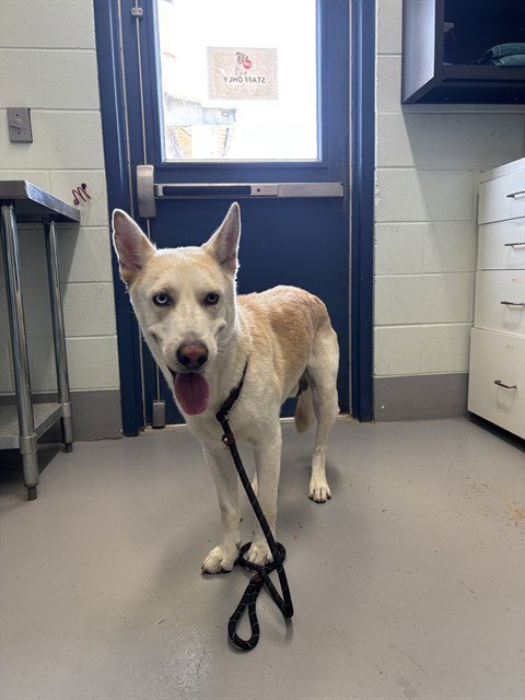 DELGADO - Husky available for adoption