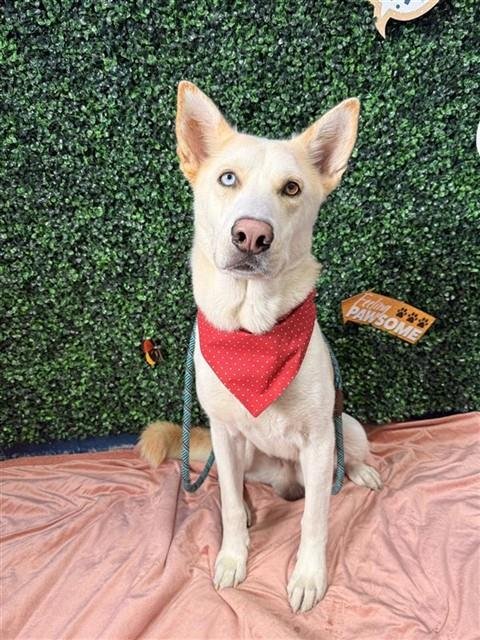 DELGADO - Husky available for adoption