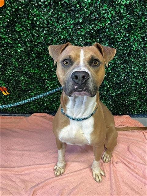 TYSON - American Pit Bull Terrier available for adoption